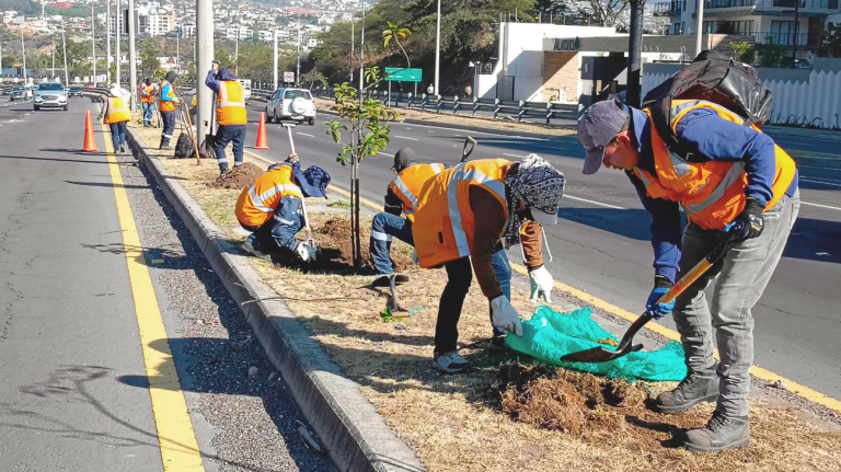 Cerca de mil árboles reciben mantenimiento en la Ruta Viva - EPMMOP